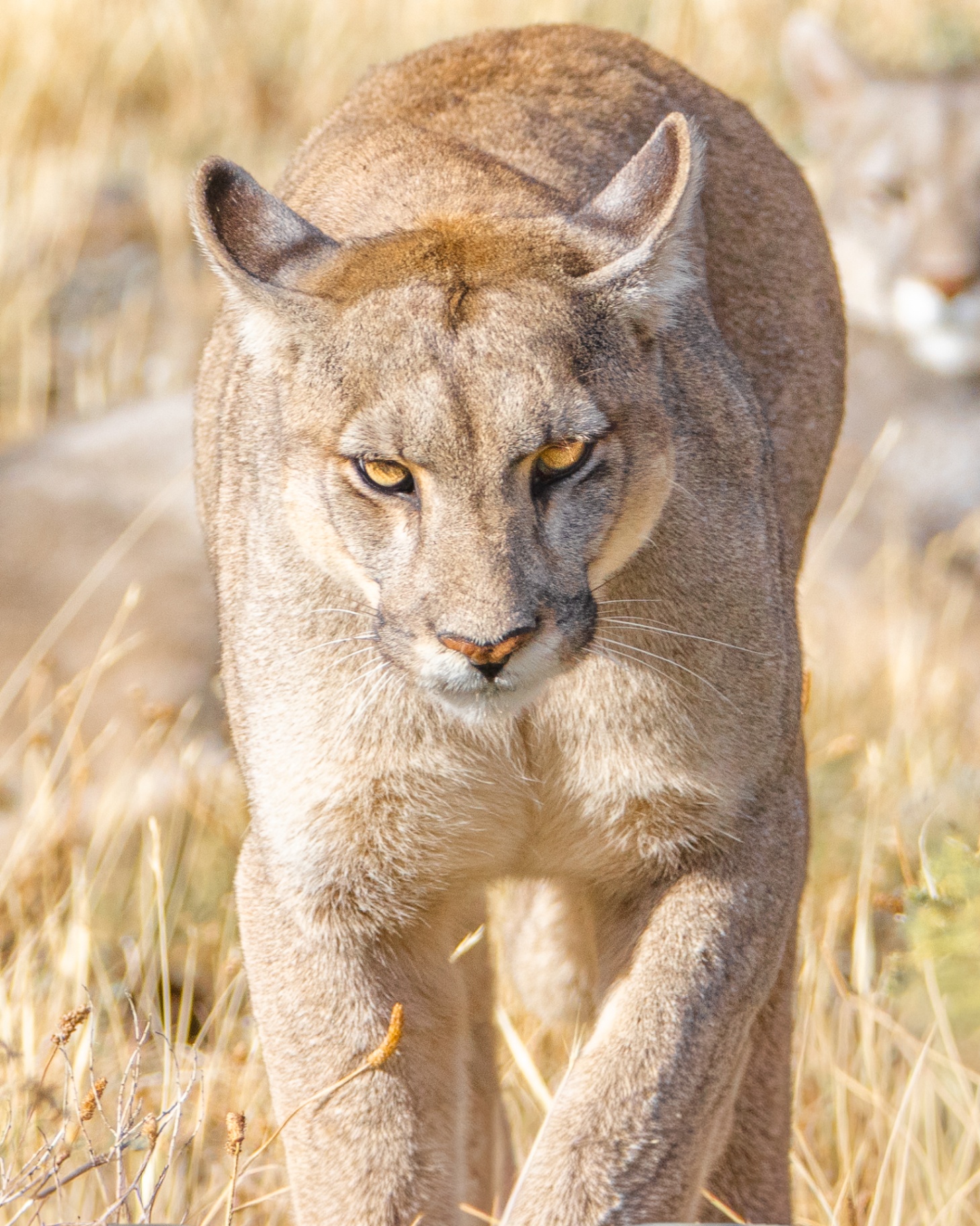 Fauna
